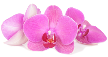 Pinke Orchidee